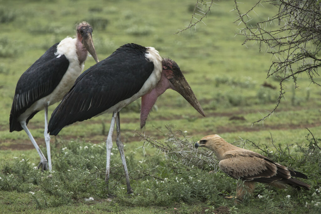 Marabou Stork