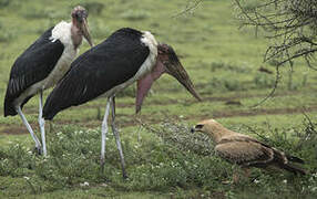 Marabou Stork