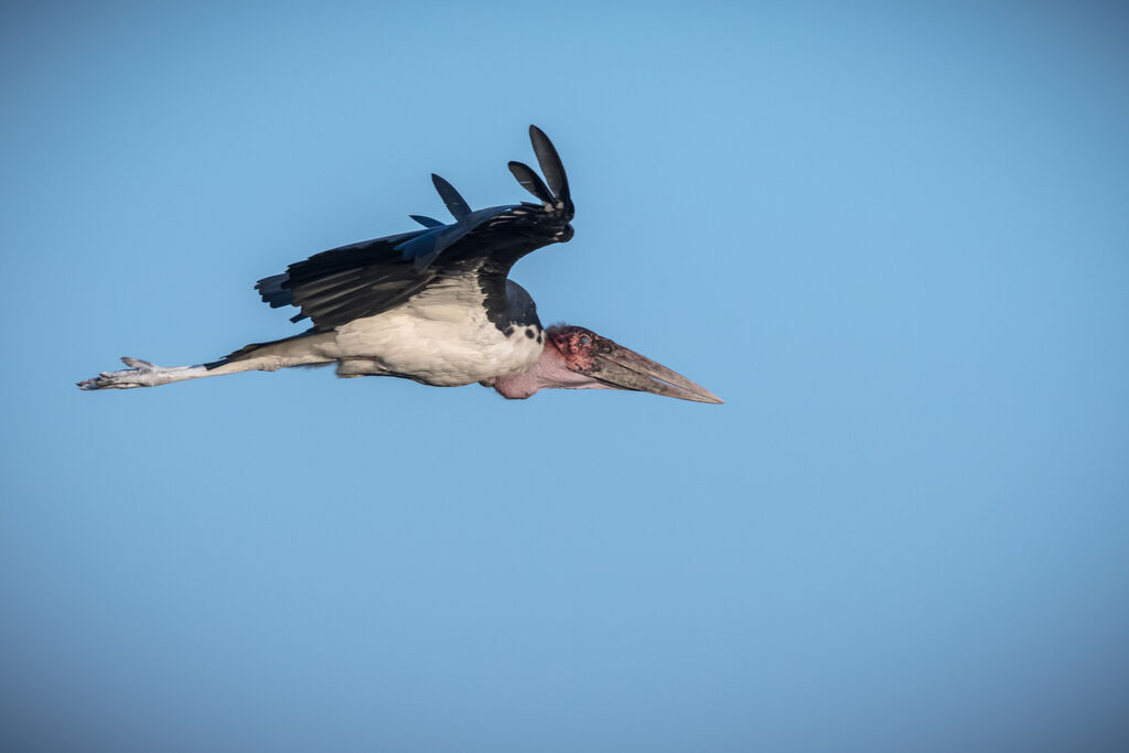 Marabou Stork