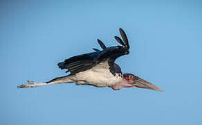 Marabou Stork