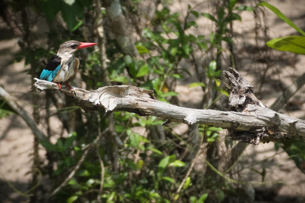 Brown-hooded Kingfisher