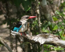 Brown-hooded Kingfisher