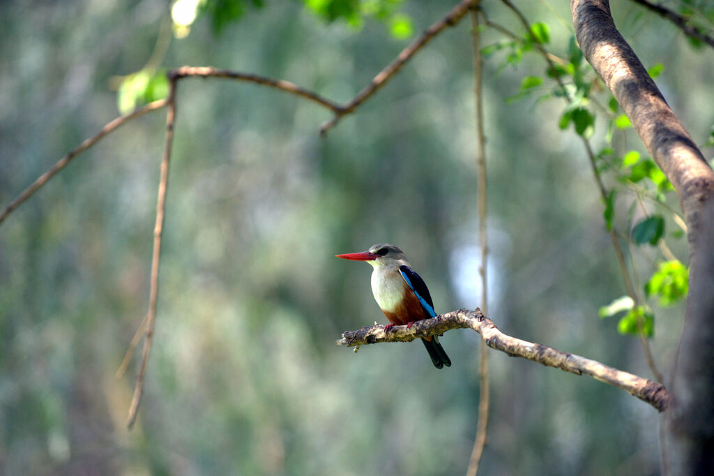 Grey-headed Kingfisher