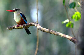 Grey-headed Kingfisher