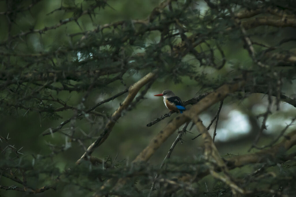 Grey-headed Kingfisher