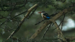 Grey-headed Kingfisher