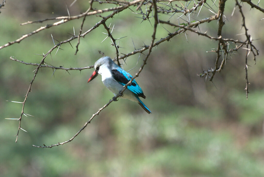 Martin-chasseur du Sénégal