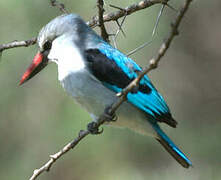 Woodland Kingfisher