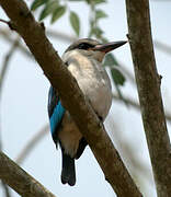 Woodland Kingfisher