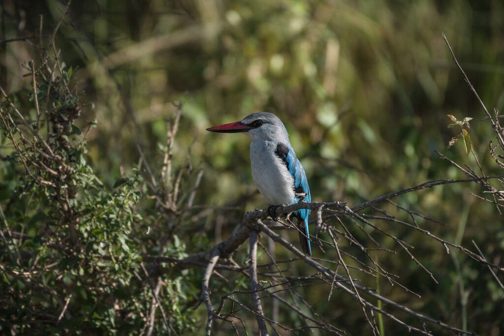 Woodland Kingfisher