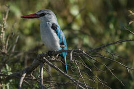 Woodland Kingfisher