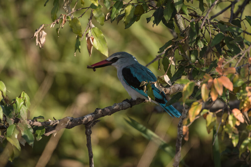 Woodland Kingfisher