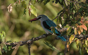 Woodland Kingfisher