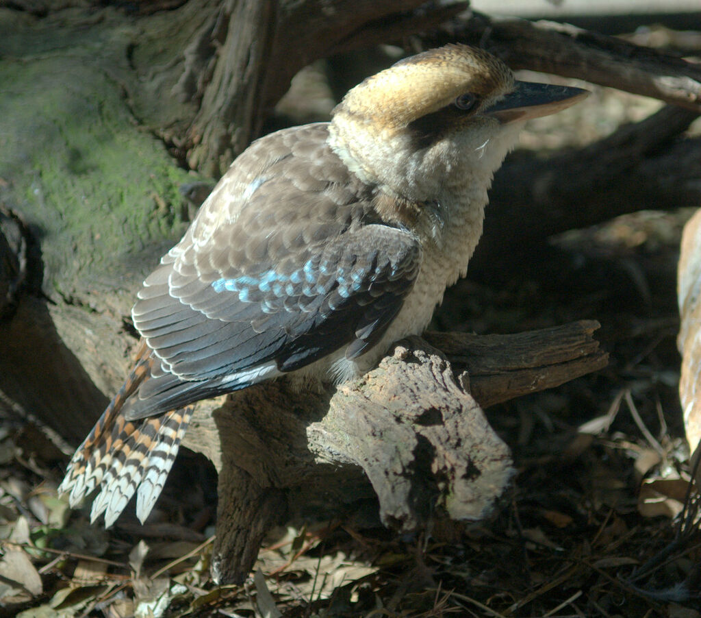 Laughing Kookaburra