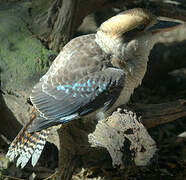 Laughing Kookaburra