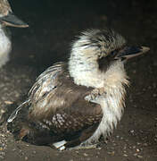 Laughing Kookaburra