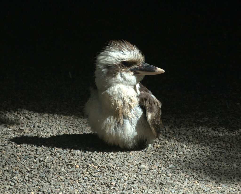 Laughing Kookaburra