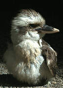 Laughing Kookaburra