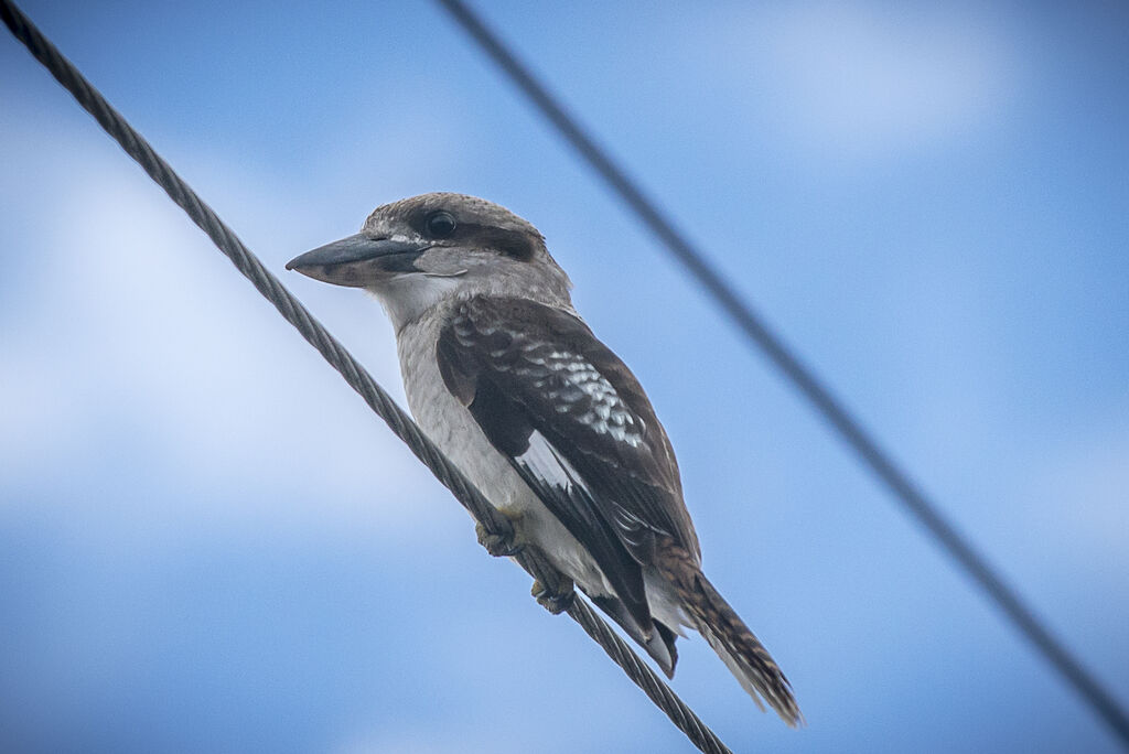 Laughing Kookaburra