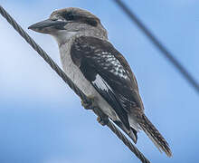 Laughing Kookaburra