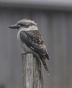 Laughing Kookaburra