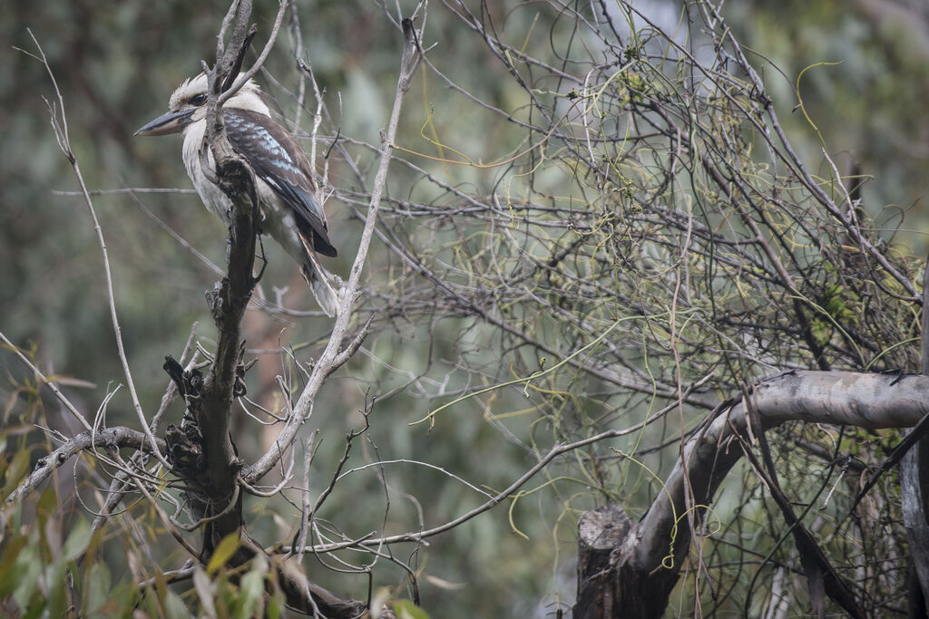 Laughing Kookaburra