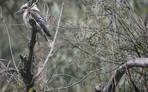 Laughing Kookaburra