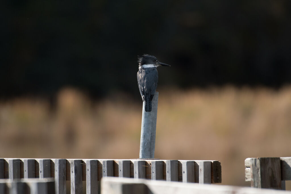 Belted Kingfisher