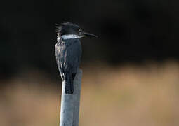 Belted Kingfisher