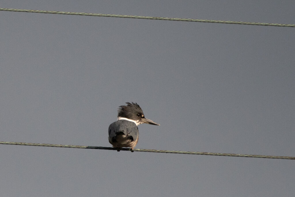 Martin-pêcheur d'Amérique