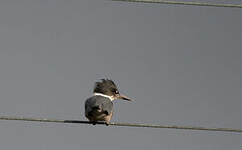 Martin-pêcheur d'Amérique