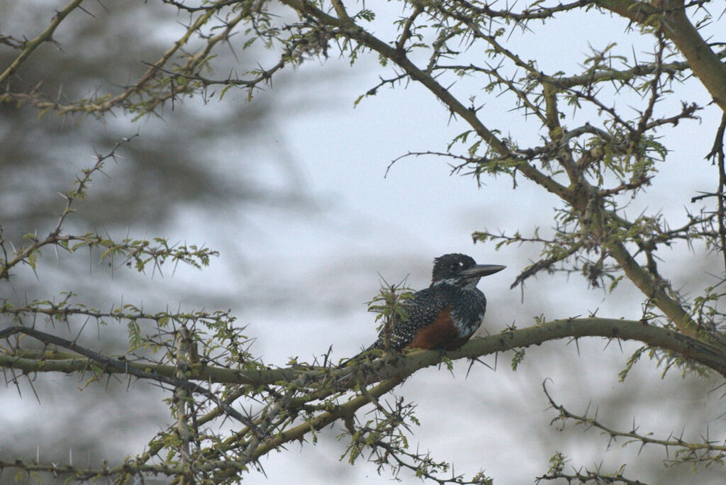 Giant Kingfisher