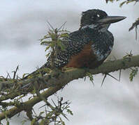 Giant Kingfisher