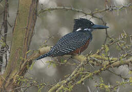 Giant Kingfisher