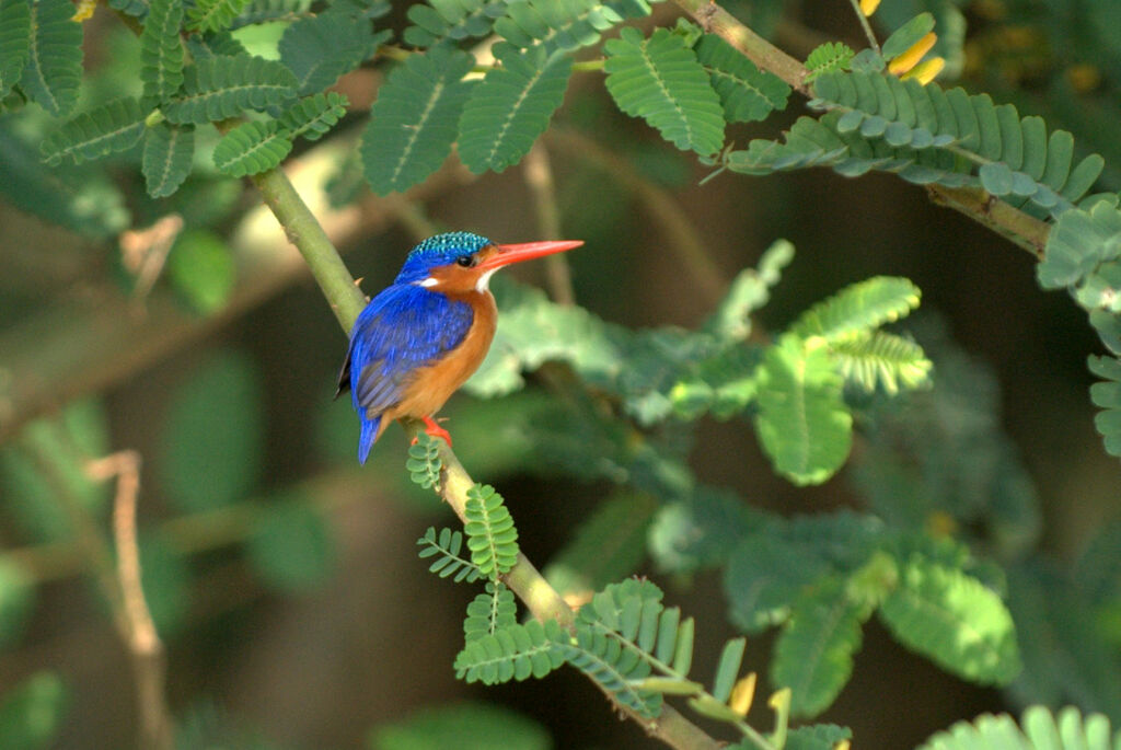 Malachite Kingfisher