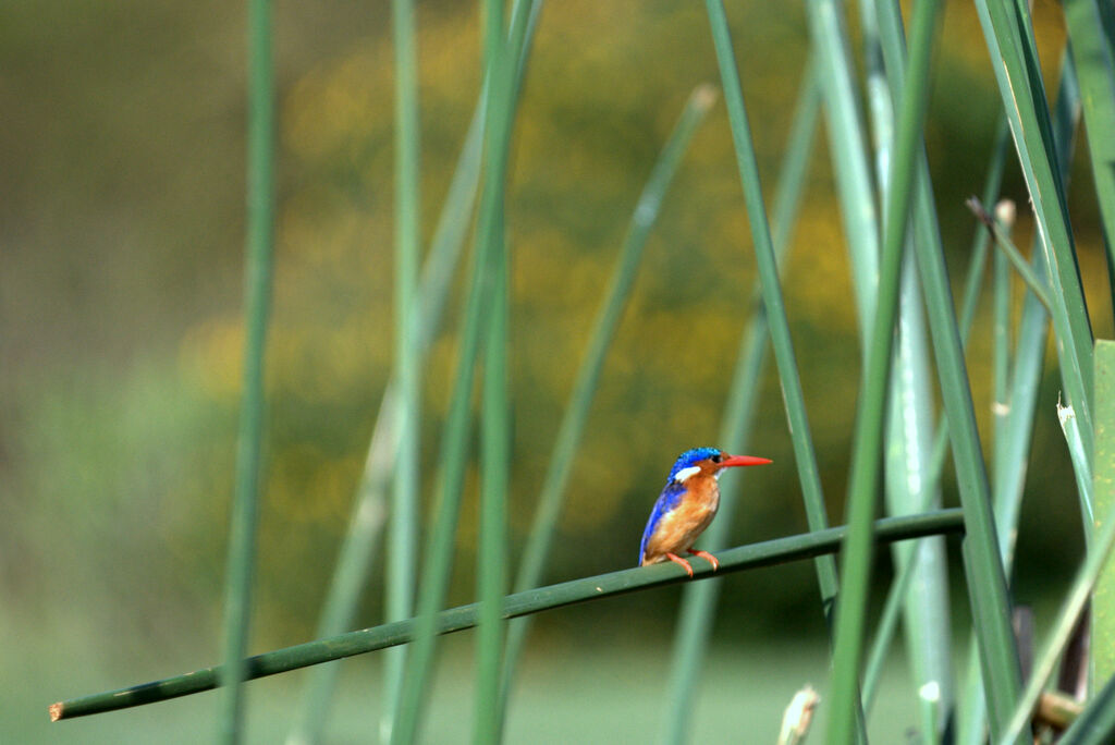 Malachite Kingfisher