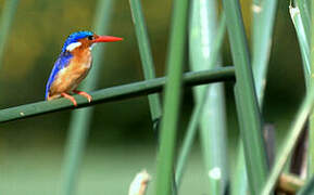 Malachite Kingfisher