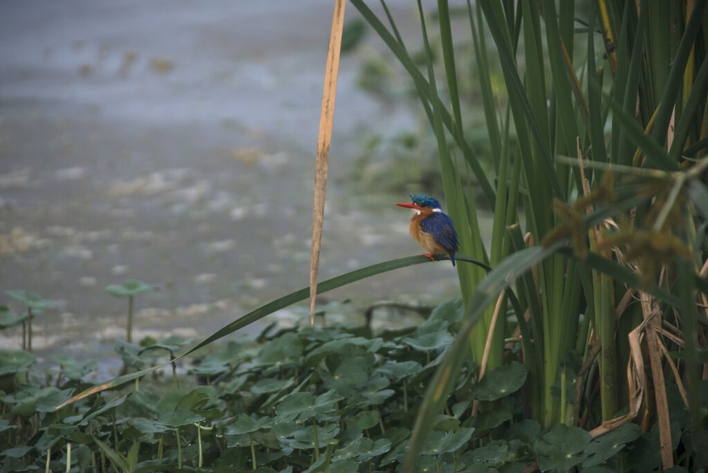 Malachite Kingfisher