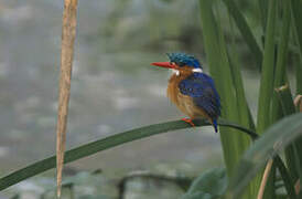 Malachite Kingfisher