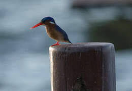 Malachite Kingfisher