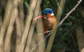 Malachite Kingfisher