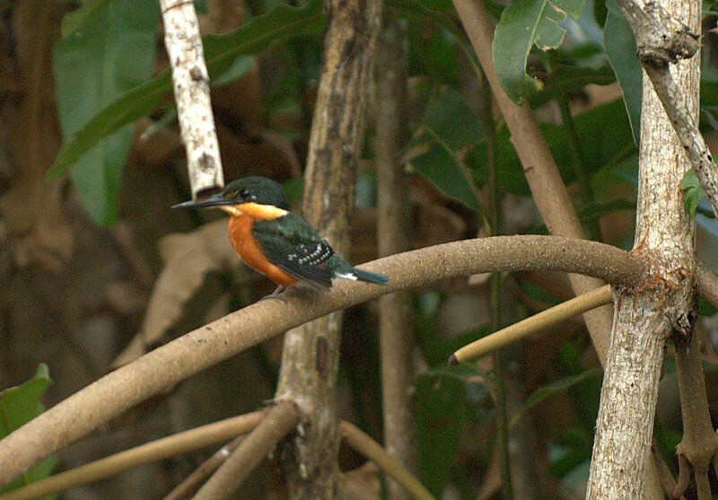 American Pygmy Kingfisher