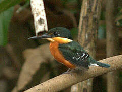 American Pygmy Kingfisher