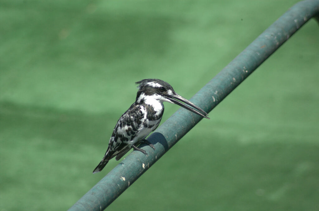 Pied Kingfisher