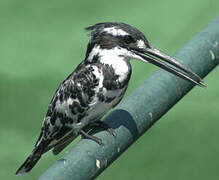 Pied Kingfisher