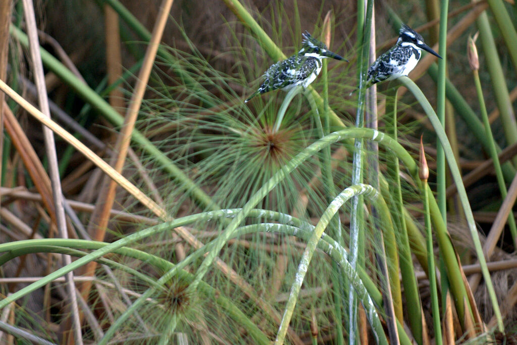 Pied Kingfisher 