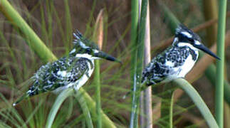 Pied Kingfisher