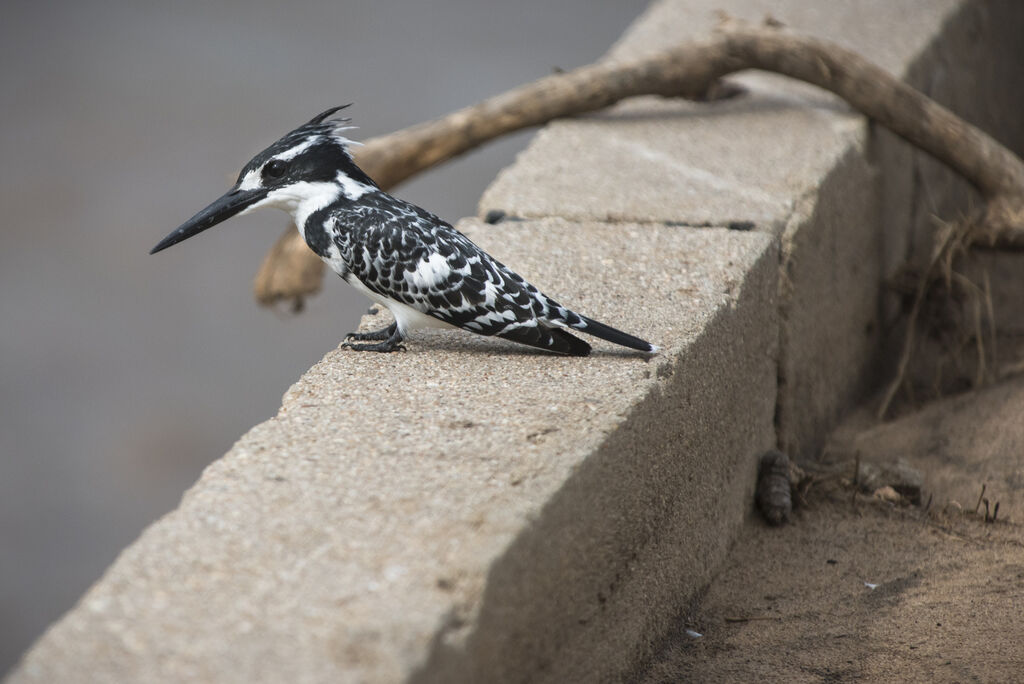 Pied Kingfisher