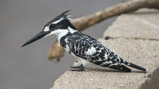 Pied Kingfisher