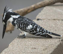 Pied Kingfisher